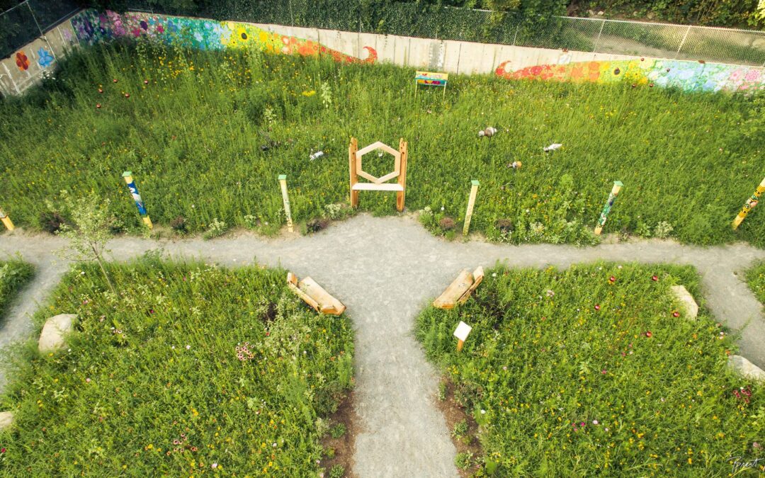 Maynard’s Pollinator Meadow puts native species first